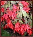 Schlumbergera Bridgesii